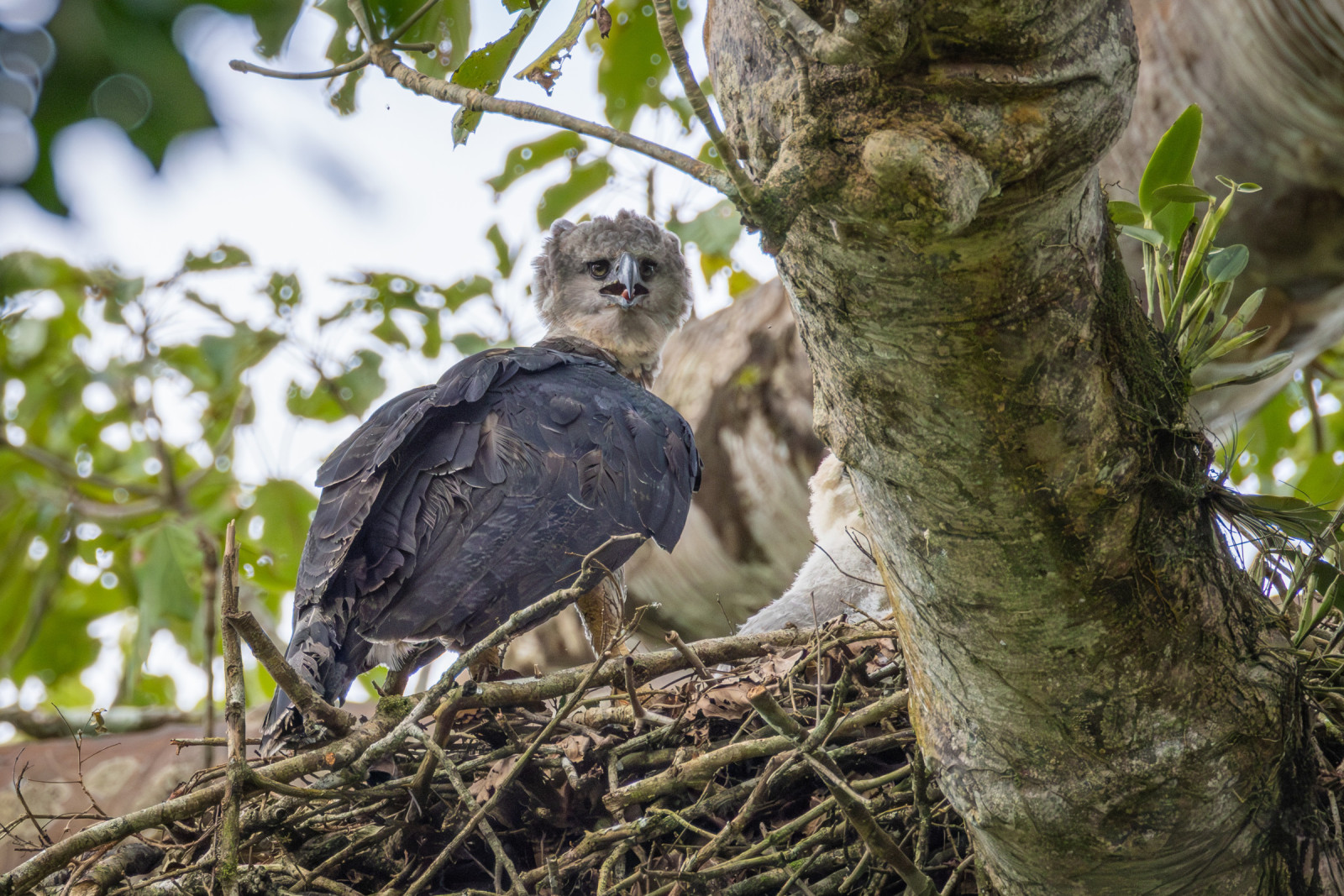 image Harpy Eagle